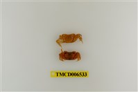 藏品(斑點擬相手蟹)的圖片